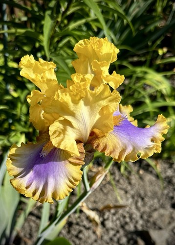Schwertlilie iris so - schwertlilie, /