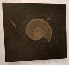 Große Schieferplatte mit Ammonit Versteinerung Posidonienschiefer Fossil