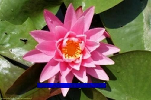 Winterharte seerose nymphaea - seerose,,