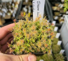 Drosera