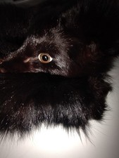 polarfuchs pelz schwarz