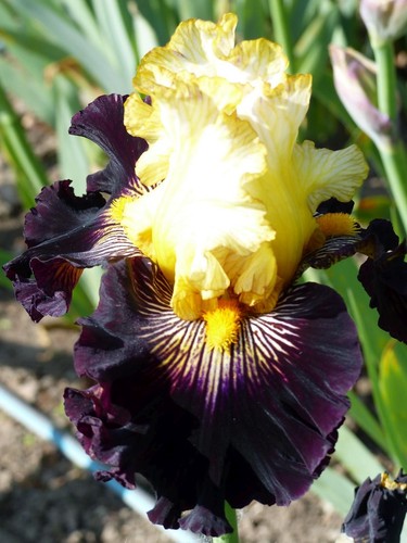 Schwertlilie iris - schwertlilie,, tb,