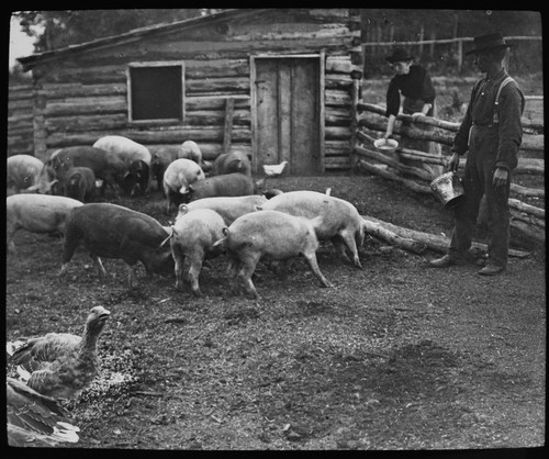 Schweine und gänse auf - und,