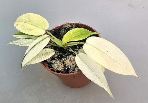 Sehr schöner philodendron - sehr,