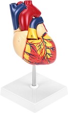Anatomisches Herzmodell PVC