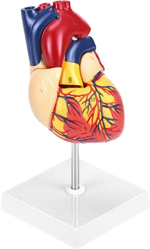 Anatomisches herzmodell pvc - anatomisches,