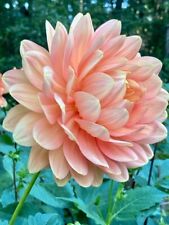 80002089 Hollyhill Serenity Dahlien 5 Samen