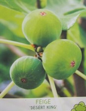 Ficus carica desert king - 'desert, king'