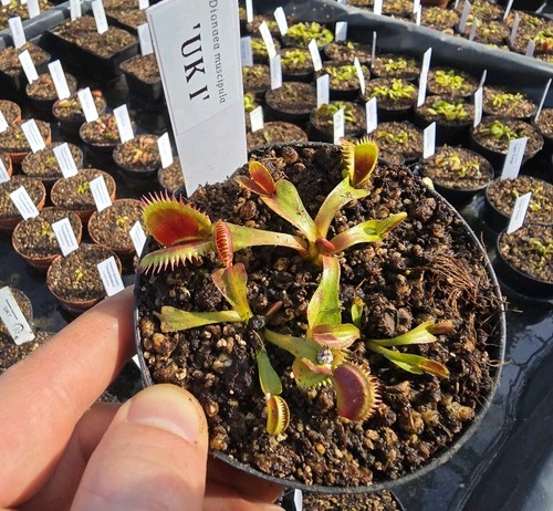 Dionaea muscipula i - muscipula, i'