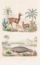 Lama Alpaka Seekuh Manati