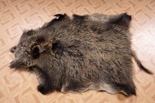 Schönes Wildschweinfell  Wild Boar Fur