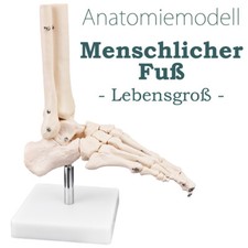 Menschlicher Fuß Fus Anatomie