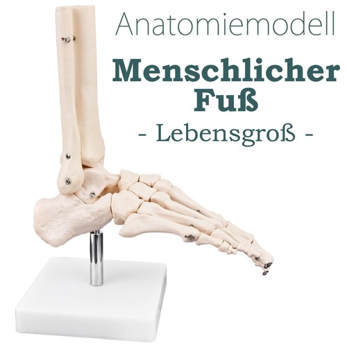 Menschlicher fuß fus - menschlicher,