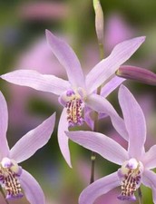 Bletilla ochracea rickey - ochracea, 'rickey'