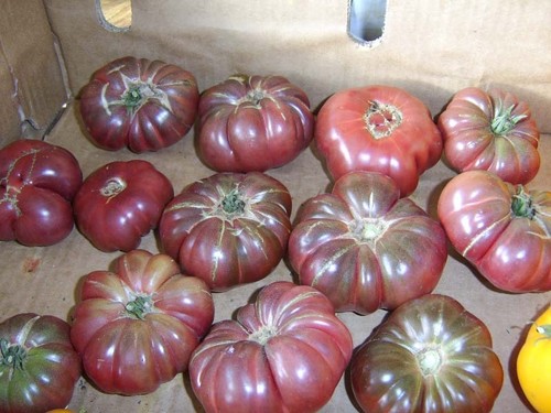 Tomate purple calabash - calabash, 10+