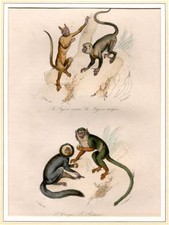 Le Sajou cornu, Le Sajou