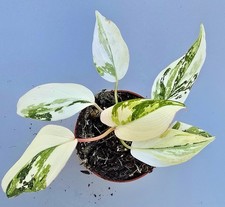 Wunderschöne Philodendron