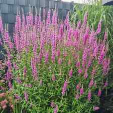 Blutweiderich, winterfeste Bienenpflanzen, 10 Pflanzen, Jungpflanzen, Stecklinge