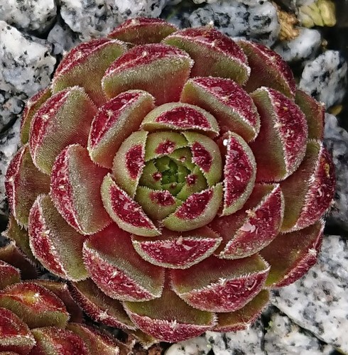 Sempervivum mausebär 1 - ", -1