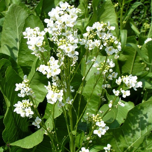 Meerrettich armoracia - meerrettich,