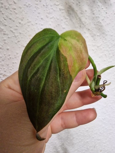 Philodendron micans aurea - philodendron,