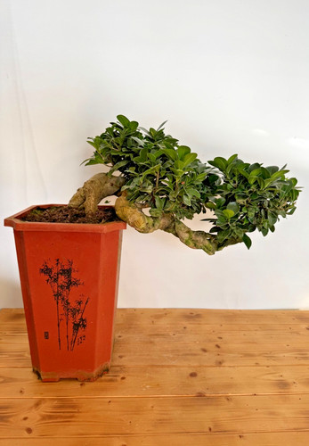 Bonsai ficus microcarpa - bonsai,