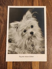 Alte sw Hundepostkarte ? MALTESER ? AK HUND Gunkel 