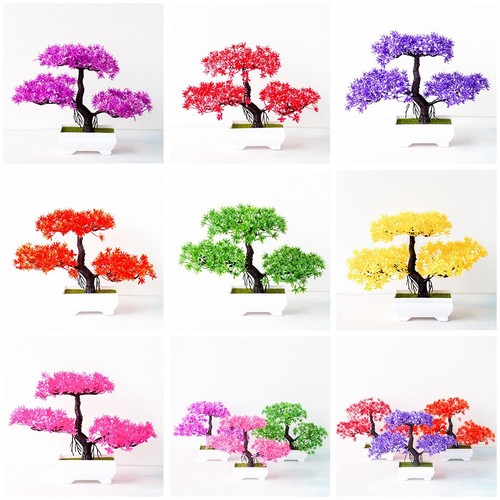 Bonsai topfpflanze - bonsai,