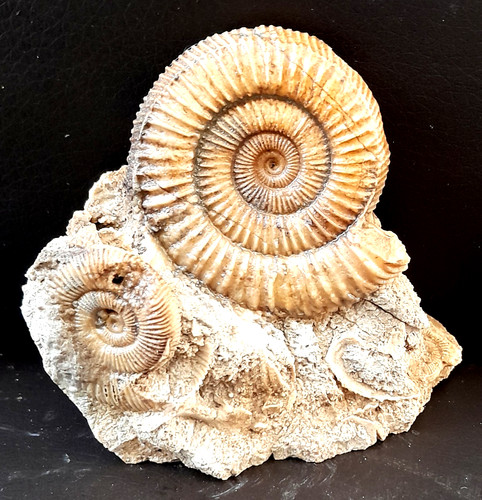 Kleinstufe mit dactylioceras - kleinstufe,