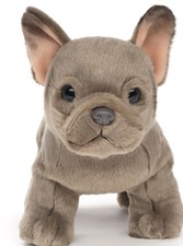 Französische Bulldogge