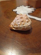 natürliche echte Schnecke  Helmschnecke Muschelhorn Muschel Deko 