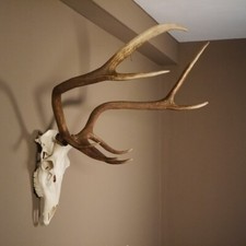 8 Ender Rothirsch Geweih mit ganzer Nase und ganzem Oberkiefer Höhe 117 cm Deko