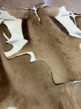 Echtes Springbockfell XXL, 1A