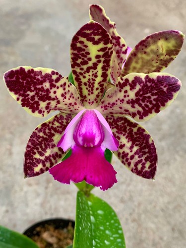 Cattleya phyton queen dark - cattleya,
