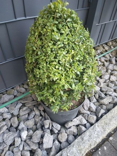 Buchsbaum pflanze topf - buchsbaum,