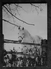 Postkarte Araber Mix,Arabische Pferde,Pferd,Horse,Tier,Tiere,AK,Ansichtskarte