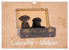 Labrador - Welpen
