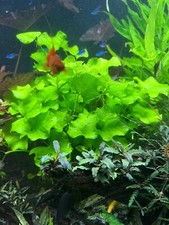 Top!! Aquarium: WINTERSALE!! 🐠🌱 3x kleiner Ableger Grüner Flipperlotus 