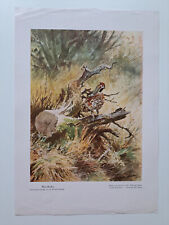 Wild und Hund Beilage "Haselhahn" von W. Buddenberg - sehr alt