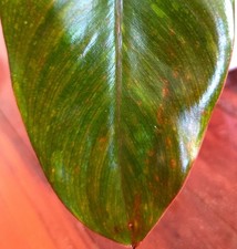 Rare NEW!  Philodendron