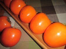 Diospyros KAKI 'Rote Brillante' Kakibaum -winterharte Pflanze 150-170cm veredelt