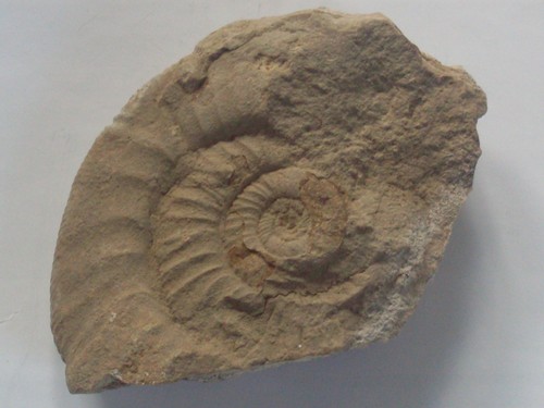 Alte versteinerung 10 cm - alte,