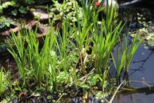 Teich Starter-Set, 13 Sorten