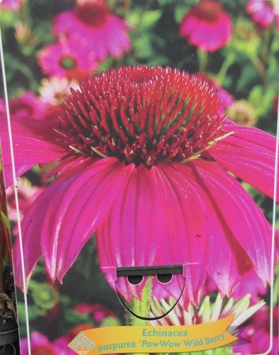 Echinacea purpurea powwow - purpurea,