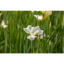 Iris sibirica 'White Swirl' -