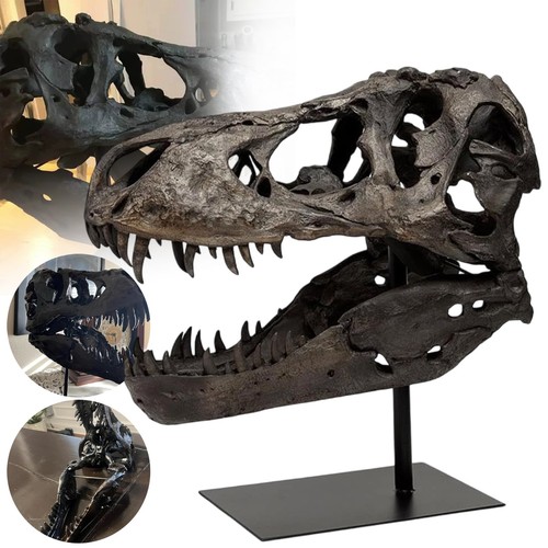 Dinosaurierschädel statue - dinosaurierschädel,