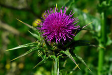 100 Samen MARIENDISTEL Silybum marianum Heilpflanze aus dem Klostergarten