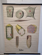 Rollkarte/Wandtafel "Zellen"