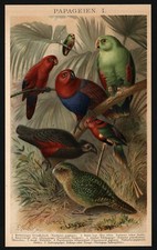 Lithographie anno 1896 - Papagei Kakapo Lori Kakadu Altweltpapageien Amazonen