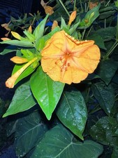 Mirabilis jalapa, orangene